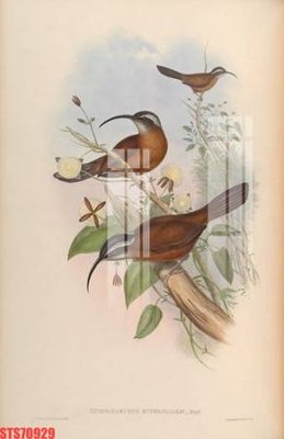 File tranh gốc Tranh sơn dầu phương tây tổng hợp STS70929 (bản đẹp) độc quyền