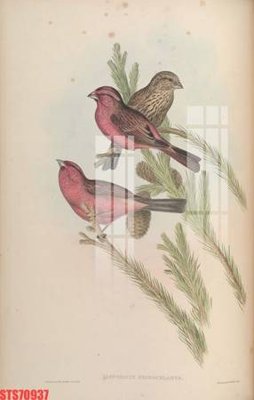 File tranh Tranh sơn dầu phương tây tổng hợp STS70937 (bản gốc) in canvas