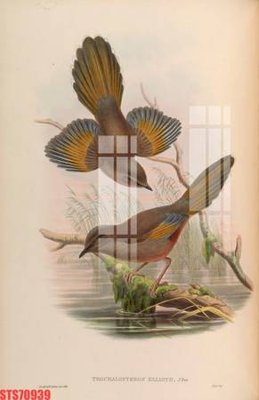 Tải về file gốc Tranh sơn dầu phương tây tổng hợp STS70939 (dùng cho in quảng cáo)