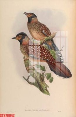 File in trần Tranh sơn dầu phương tây tổng hợp STS70942 (bản gốc) 5D