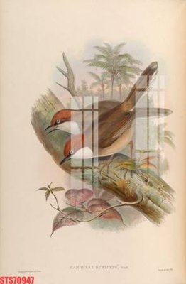 File in lụa Tranh sơn dầu phương tây tổng hợp STS70947 (chất lượng cao) Tranh sơn dầu phương tây tổng hợp STS70947