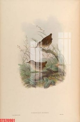 File tranh trang trí Tranh sơn dầu phương tây tổng hợp STS70961 (file gốc)