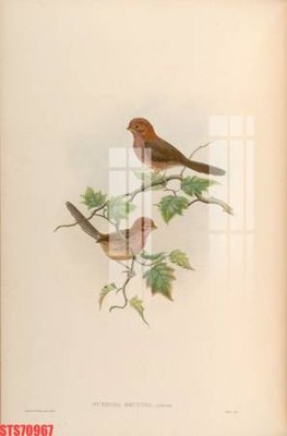 File gốc Tranh sơn dầu phương tây tổng hợp STS70967 (vector) cho in ấn