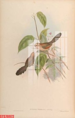 File gốc Tranh sơn dầu phương tây tổng hợp STS70972 (in mica) trang trí