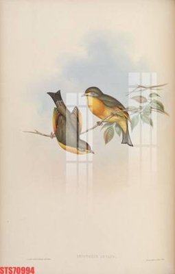 File tranh gốc in trần nhà Tranh sơn dầu phương tây tổng hợp STS70994 3D