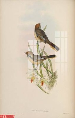 Chi tiết file gốc Tranh sơn dầu phương tây tổng hợp STS70997 (cho in tráng gương)