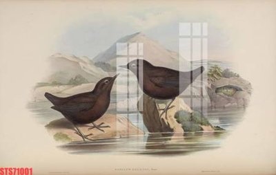 Cung cấp file tranh gốc Tranh sơn dầu phương tây tổng hợp STS71001 độc quyền