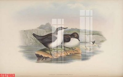 Download file gốc Tranh sơn dầu phương tây tổng hợp STS71003 (in mica) logo