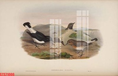 Hình ảnh file gốc Tranh sơn dầu phương tây tổng hợp STS71006 cho in UV