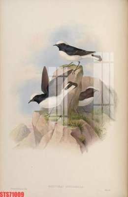 File tranh Tranh sơn dầu phương tây tổng hợp STS71009 (ảnh gốc) chi tiết rõ ràng