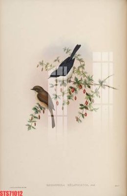 File gốc Tranh sơn dầu phương tây tổng hợp STS71012 (phiên bản chuẩn) để in ấn