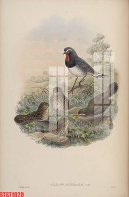 Tải file Tranh sơn dầu phương tây tổng hợp STS71020 (gốc) in tranh tráng gương