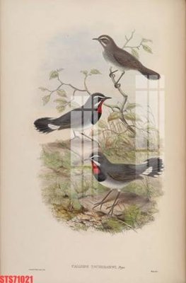 File gốc Tranh sơn dầu phương tây tổng hợp STS71021 (AI/EPS) cho in ấn