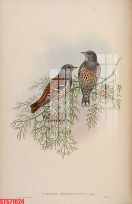 File tranh gốc in trần nhà Tranh sơn dầu phương tây tổng hợp STS71024 3D