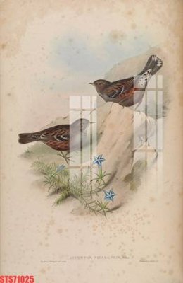 Tải file Tranh sơn dầu phương tây tổng hợp STS71025 (PSD) cho in tranh kính