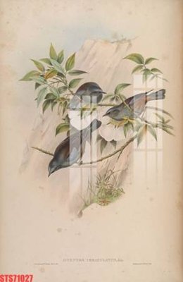 File ảnh Tranh sơn dầu phương tây tổng hợp STS71027 (gốc) in backdrop sự kiện