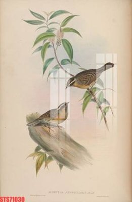 Tệp tin gốc Tranh sơn dầu phương tây tổng hợp STS71030 (dùng cho in ấn) chuyên nghiệp