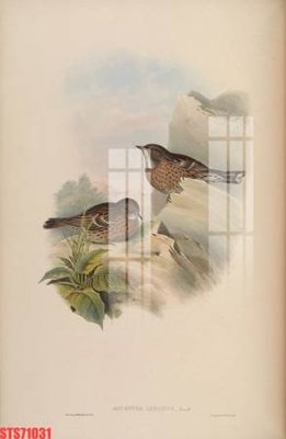 File in trần Tranh sơn dầu phương tây tổng hợp STS71031 (bản gốc) hoa văn