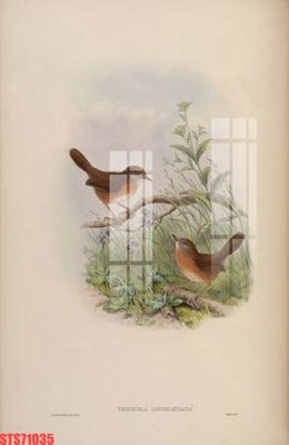 File in ấn Tranh sơn dầu phương tây tổng hợp STS71035 (bản gốc) sắc nét