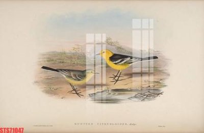 Download file gốc Tranh sơn dầu phương tây tổng hợp STS71047 (in lụa) tranh 3D