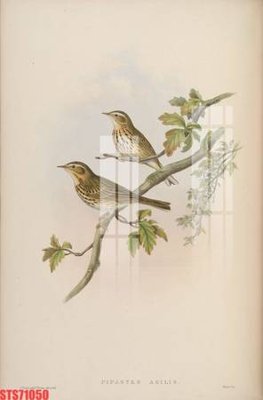 File tranh in trần Tranh sơn dầu phương tây tổng hợp STS71050 (ảnh gốc siêu nét)