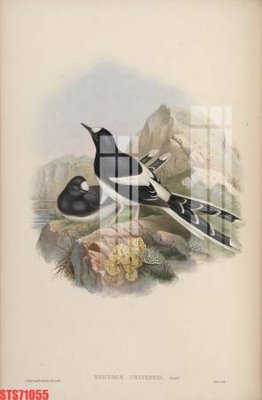 File PSD Tranh sơn dầu phương tây tổng hợp STS71055 (bản gốc) dễ dàng edit