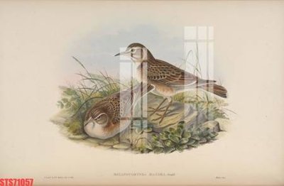 File gốc Tranh sơn dầu phương tây tổng hợp STS71057 (in lụa) họa tiết 3D