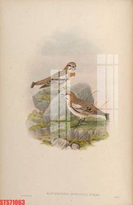 Tải file Tranh sơn dầu phương tây tổng hợp STS71063 (ảnh gốc) in tráng gương