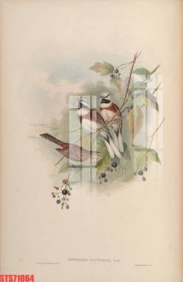 File tranh gốc in trần nhà Tranh sơn dầu phương tây tổng hợp STS71064 3D