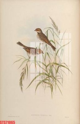 File gốc Tranh sơn dầu phương tây tổng hợp STS71065 (in tráng gương) ốp tường