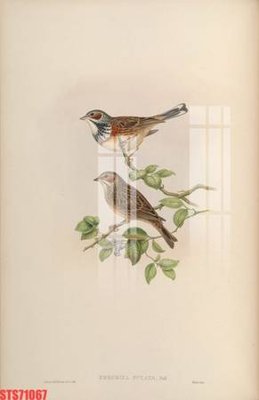 Cung cấp file tranh gốc Tranh sơn dầu phương tây tổng hợp STS71067 độc quyền