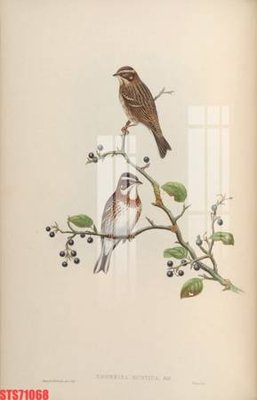 Tải file Tranh sơn dầu phương tây tổng hợp STS71068 (gốc) in ấn chất lượng