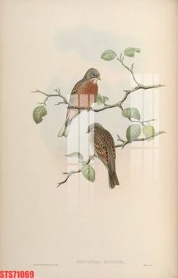 Tải file Tranh sơn dầu phương tây tổng hợp STS71069 (PSD) cho in tranh 3D