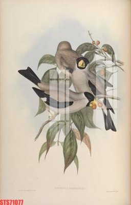 File in ấn Tranh sơn dầu phương tây tổng hợp STS71077 (bản gốc) chất lượng cao