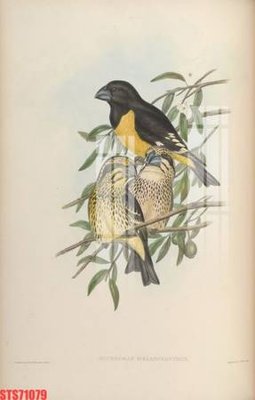 Ảnh gốc Tranh sơn dầu phương tây tổng hợp STS71079 (độ nét cao) in tráng gương