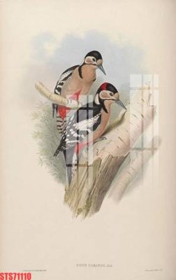 File in ấn chuyên nghiệp Tranh sơn dầu phương tây tổng hợp STS71110 (file gốc)