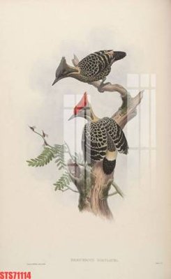 Ảnh gốc Tranh sơn dầu phương tây tổng hợp STS71114 (siêu chi tiết) để in ấn