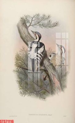 File ảnh Tranh sơn dầu phương tây tổng hợp STS71116 (gốc) in Hiflex