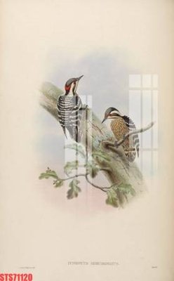 File PSD Tranh sơn dầu phương tây tổng hợp STS71120 (chất lượng in ấn)