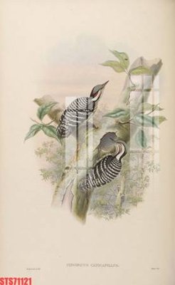 File gốc Tranh sơn dầu phương tây tổng hợp STS71121 (dành cho quảng cáo)