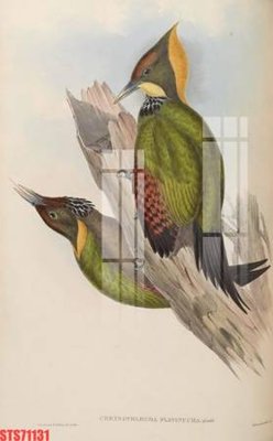 File in trần Tranh sơn dầu phương tây tổng hợp STS71131 (bản gốc 3D) sống động