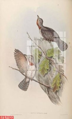 Cung cấp file tranh gốc Tranh sơn dầu phương tây tổng hợp STS71133 độc quyền