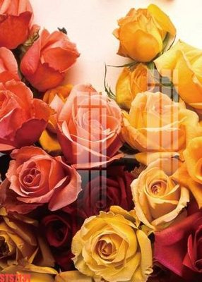 File gốc Tranh sơn dầu phương tây tổng hợp STS7131 (AI/EPS) cho in ấn