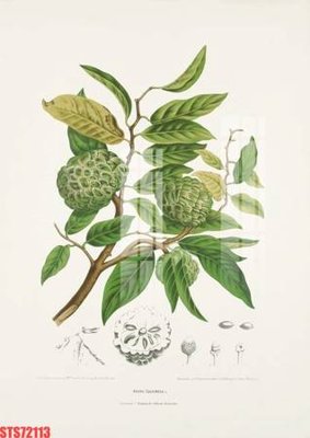 File tranh gốc Tranh sơn dầu phương tây tổng hợp STS72113 (bản quyền) độc đáo