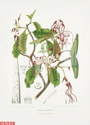 File in ấn Tranh sơn dầu phương tây tổng hợp STS72120 (bản gốc) sắc nét