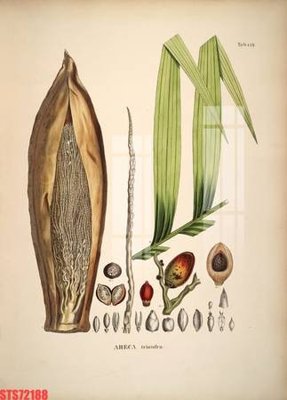 File gốc Tranh sơn dầu phương tây tổng hợp STS72188 (in tráng gương) ốp tường