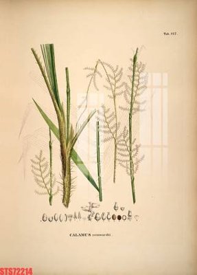 File tranh Tranh sơn dầu phương tây tổng hợp STS72214 (gốc) in trên kính