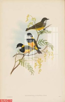 File PSD Tranh sơn dầu phương tây tổng hợp STS72482 (nguyên bản) cho thiết kế