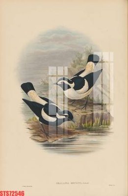 File in mica Tranh sơn dầu phương tây tổng hợp STS72546 (bản gốc) sắc sảo