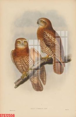 File tranh Tranh sơn dầu phương tây tổng hợp STS72556 (gốc) chủ đề trừu tượng